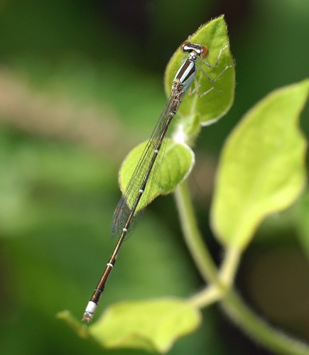 Male, immature
2012_04_22_Floyd